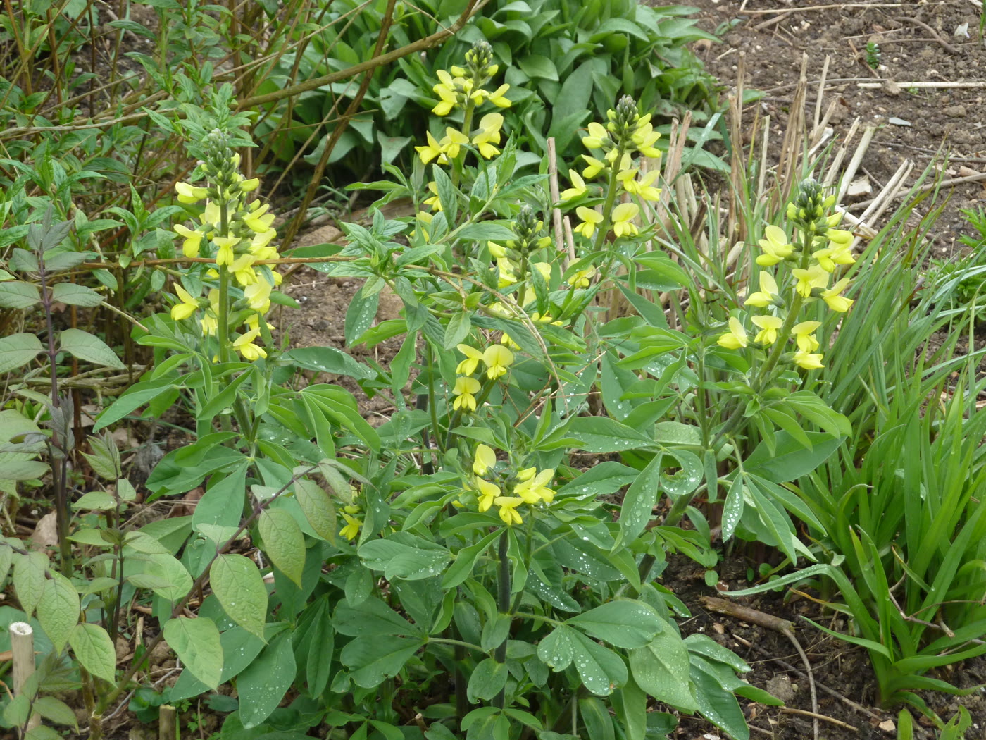 Термопсис мохнатый (Thermopsis villosa) — золотисто-жёлтые свечи цветков
