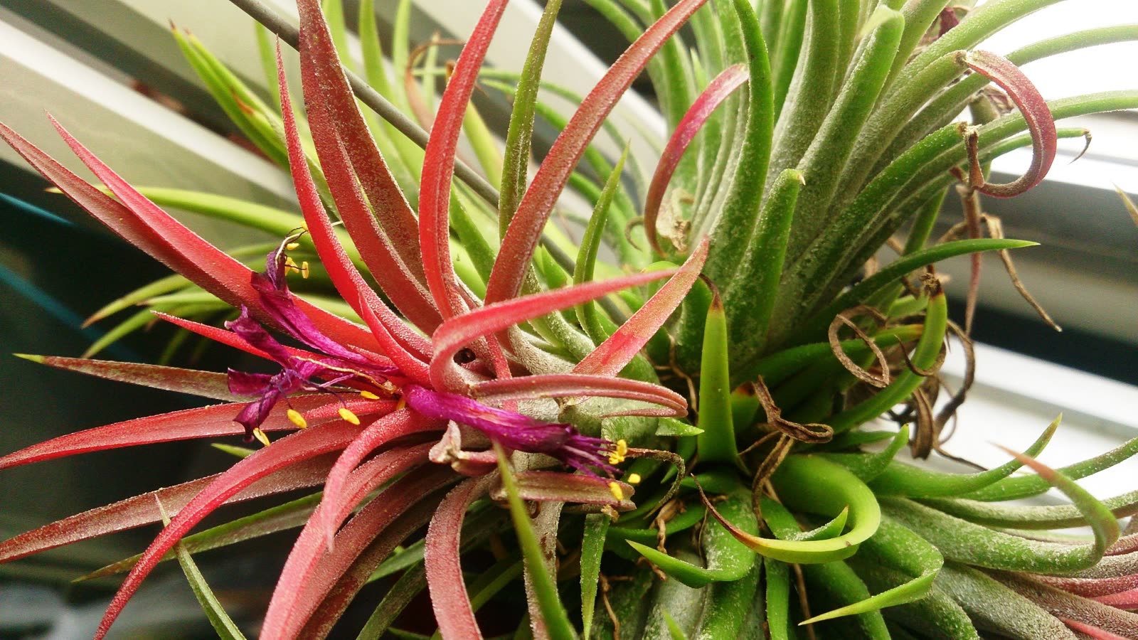 Тилландсия ионанта (Tillandsia ionantha) — компактная розетка с покрасневшим центром перед цветением