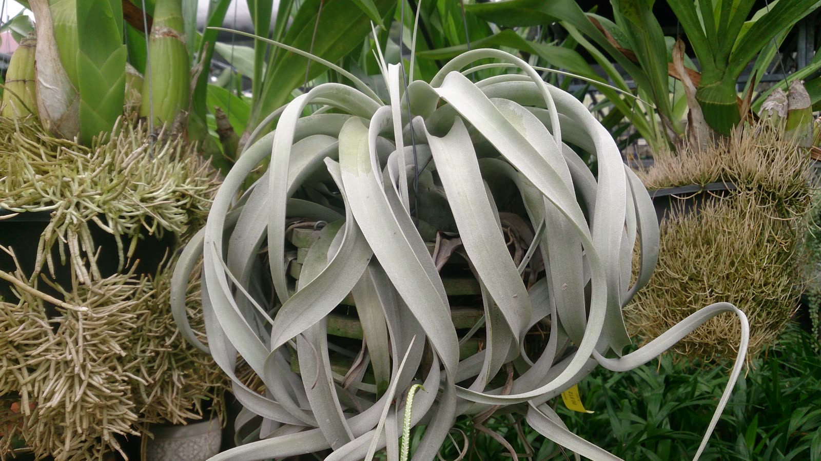 Тилландсия ксерографика (Tillandsia xerographica) — крупная розетка из широких закрученных серебристых листьев