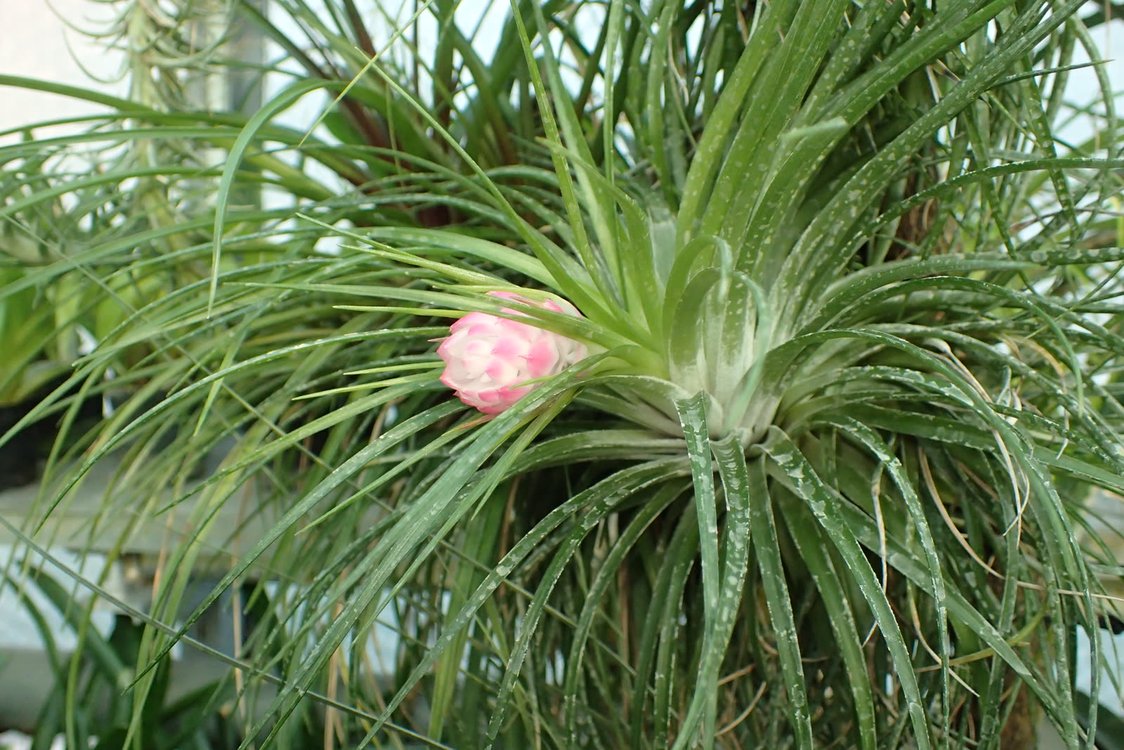 Тилландсия стрикта (Tillandsia stricta) — плотная клумба узколистных розеток с розовым колосом-прицветником