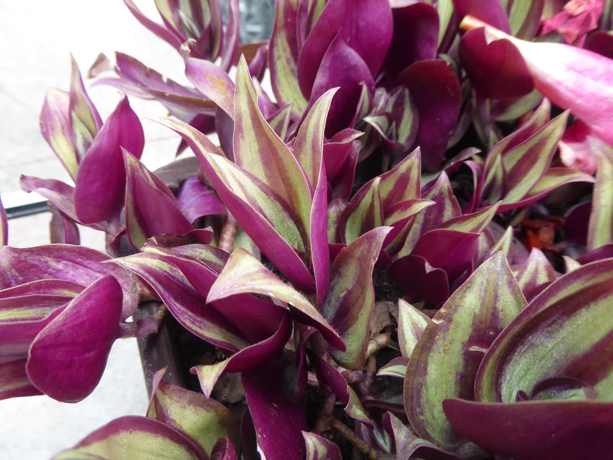 Традесканция зебрина (Tradescantia zebrina) — серебристо-фиолетовые полосатые листья