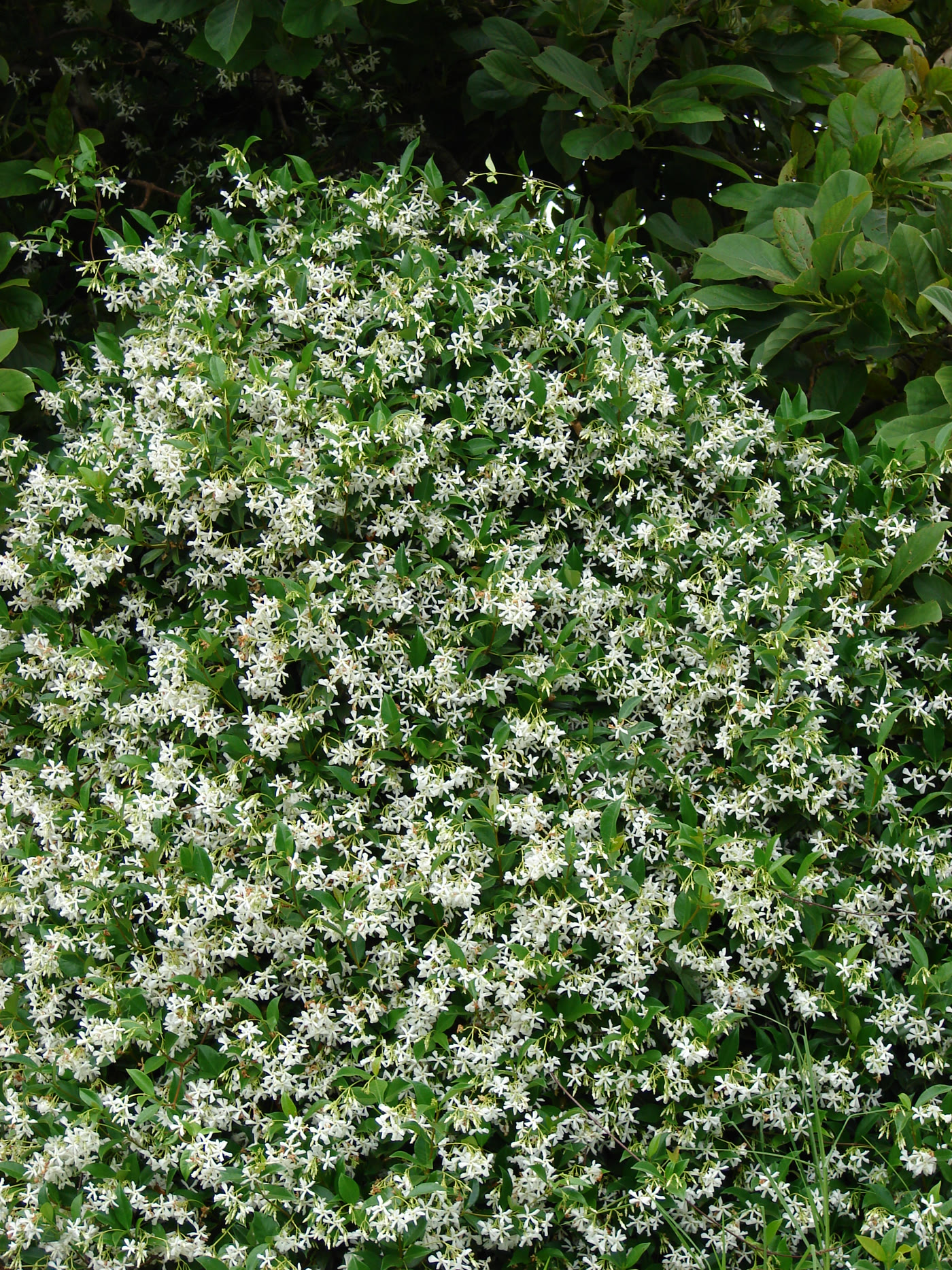 Трахелоспермум жасминовидный (Trachelospermum jasminoides) — цветущая лиана