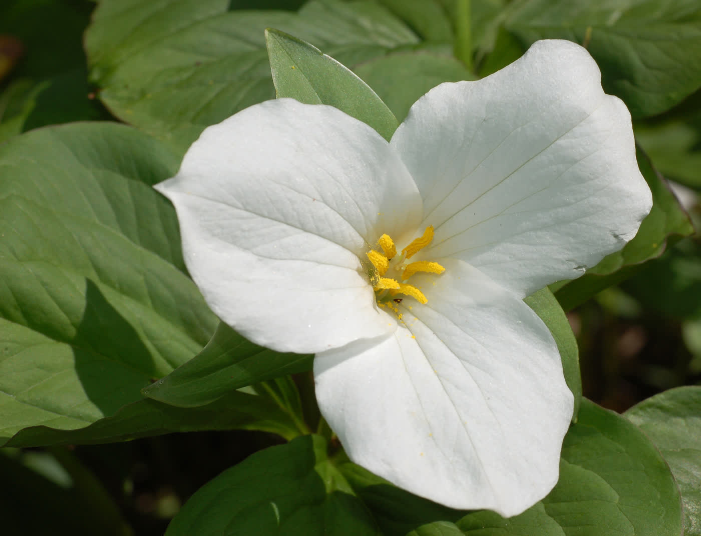 Триллиум крупноцветковый (Trillium grandiflorum) — крупный белый цветок на цветоножке над мутовкой листьев