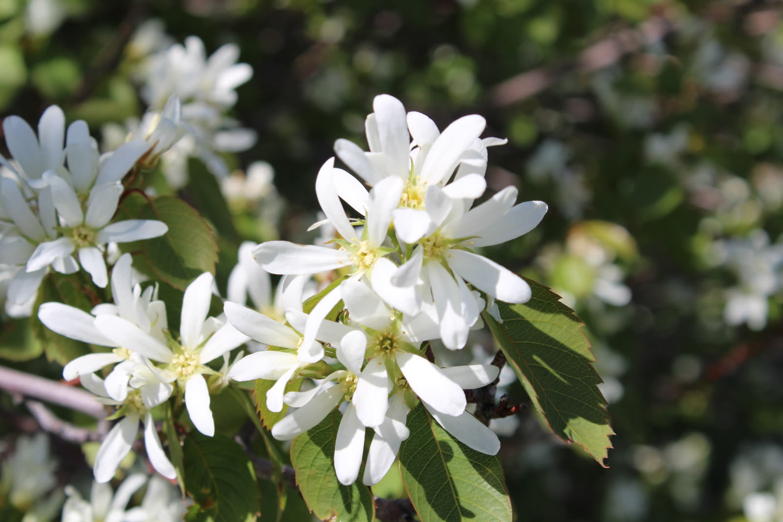 Ирга (Amelanchier alnifolia) — белые звёздчатые цветки на ветвях