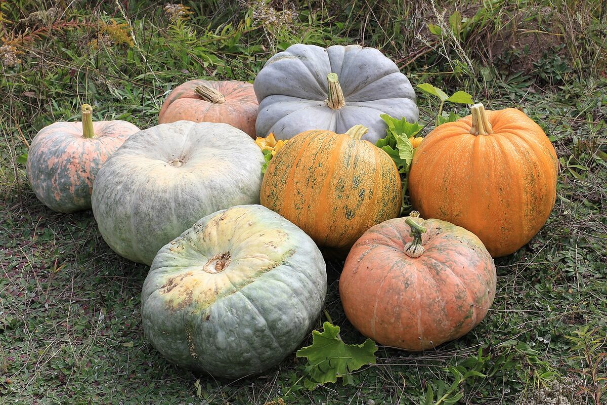 Тыква (Cucurbita) — внешний вид растения