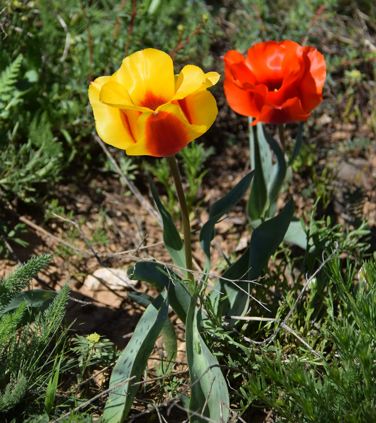 Тюльпан Грейга (Tulipa greigii) — низкорослый куст с широкими пятнистыми листьями