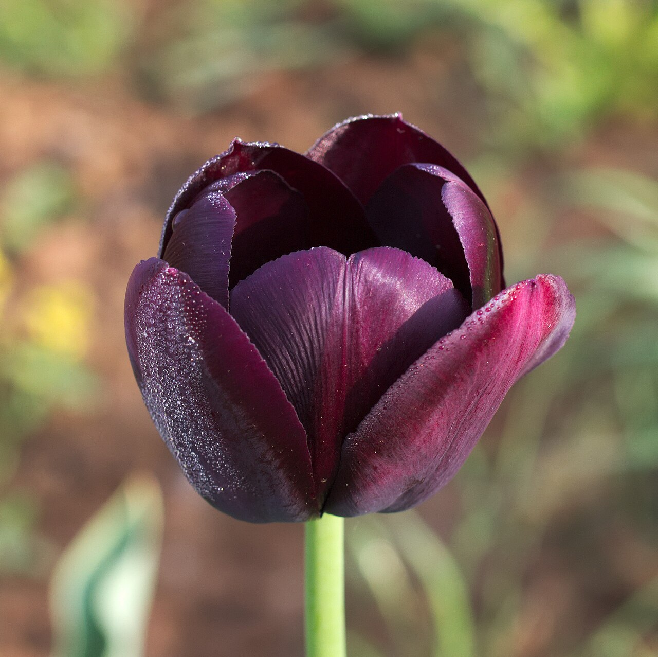 Бутон тюльпана Королева ночи (Tulipa 'Queen of Night') — тёмно-бордовый цветок на прямом стебле с каплями росы