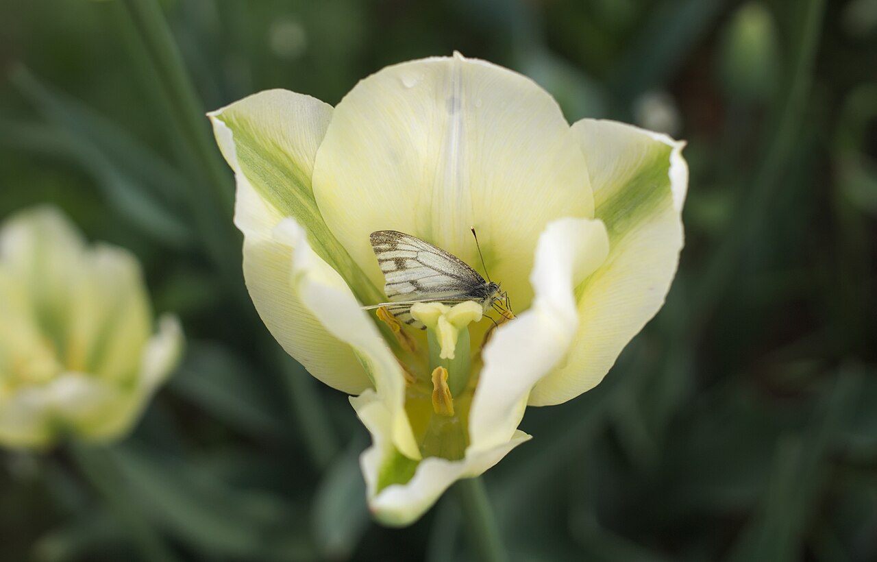 Тюльпаны сорта Спринг Грин (Tulipa 'Spring Green') — кремово-белые бокалы с зелёными штрихами на лепестках