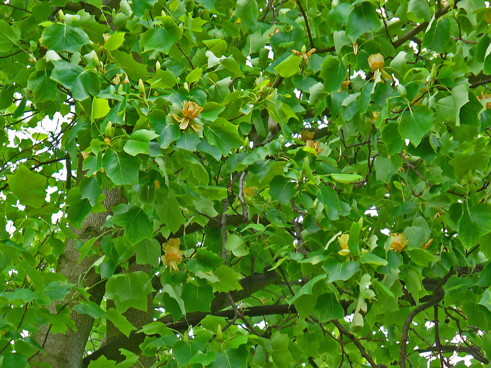 Тюльпанное дерево (Liriodendron tulipifera) — внешний вид растения