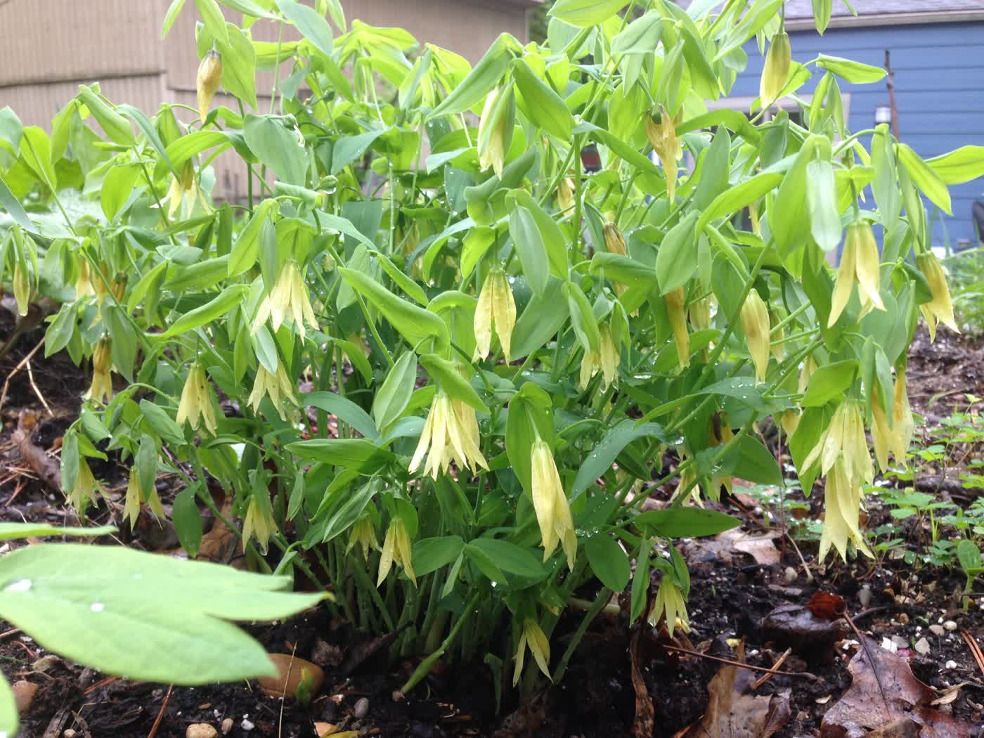 Увулярия крупноцветковая (Uvularia grandiflora) — крупные поникающие золотисто-жёлтые колокольчики и пронзённые стеблем листья