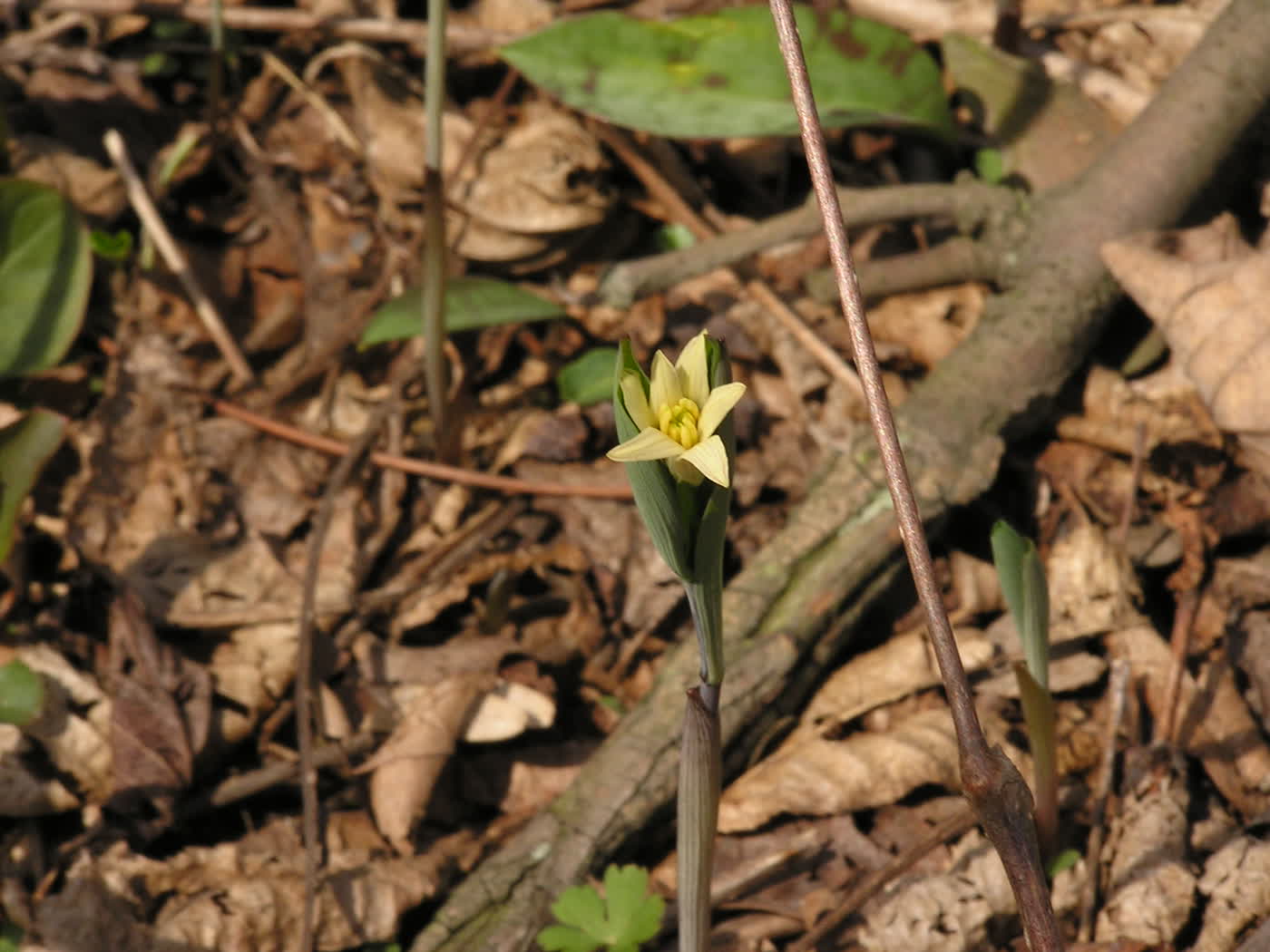 Увулярия сидячелистная (Uvularia sessilifolia) — дугообразные вильчатые стебли с сидячими листьями
