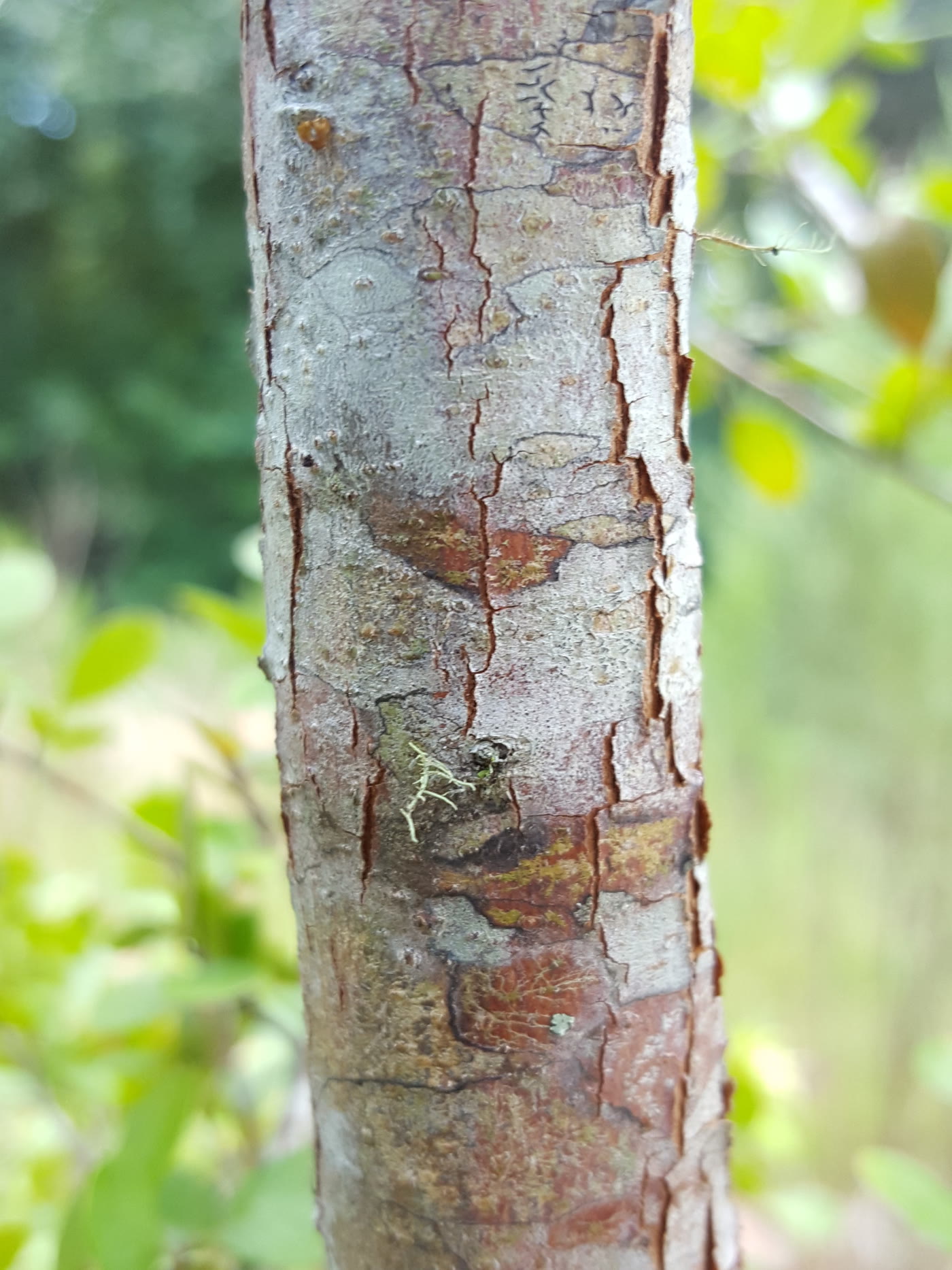 Отслаивающаяся красновато-бурая кора ствола вакциниума древовидного (Vaccinium arboreum)