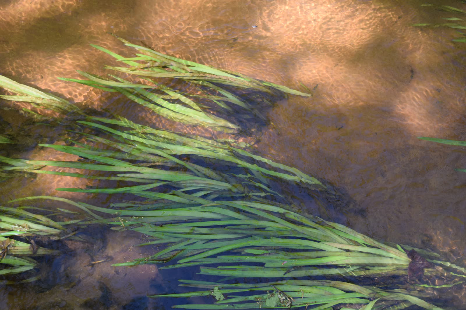 Валлиснерия американская (Vallisneria americana) — крупные лентовидные подводные листья