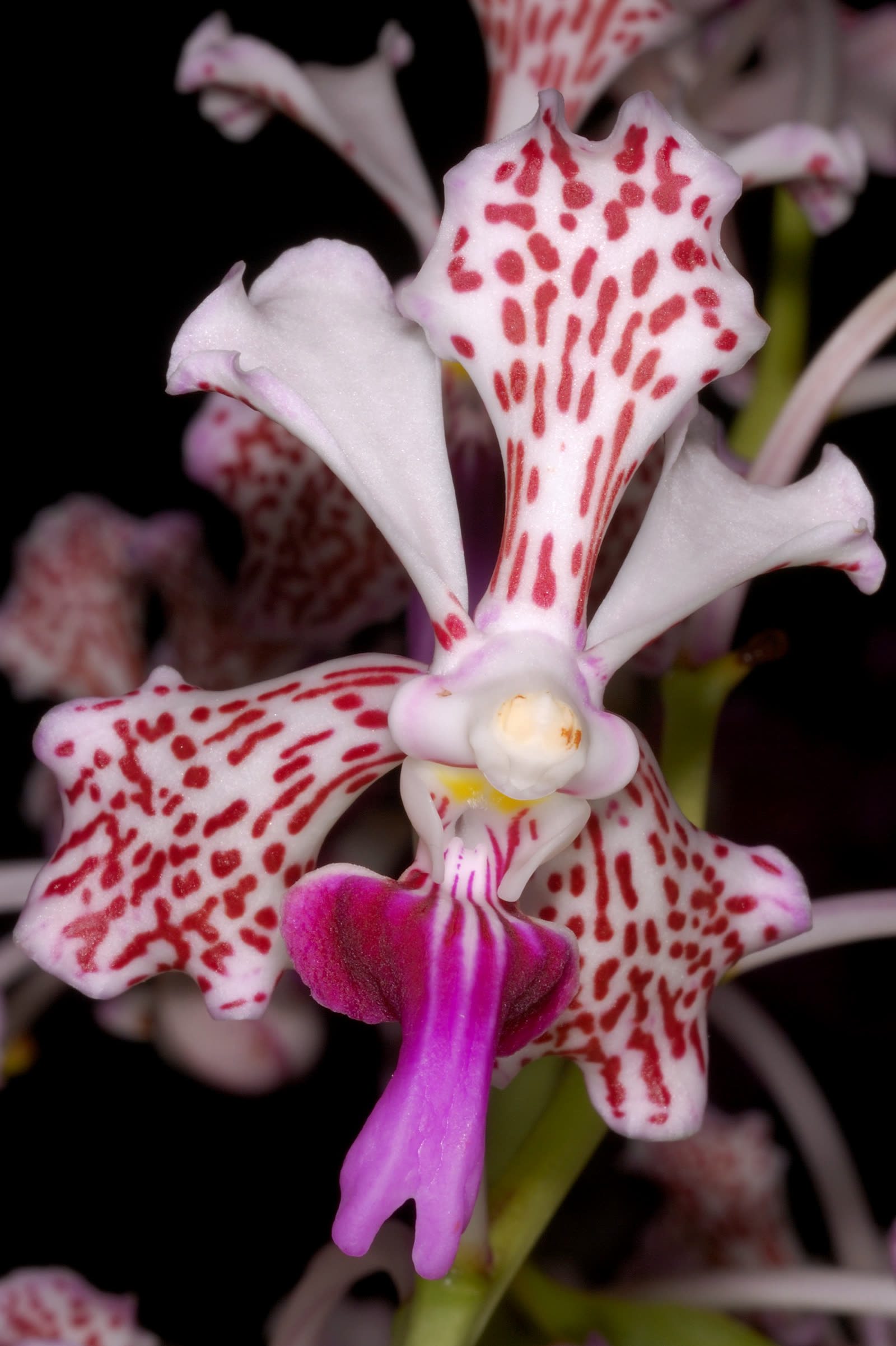 Ванда триколор (Vanda tricolor) — восковые кремово-белые лепестки с красновато-бордовыми пятнами и малиновой губой