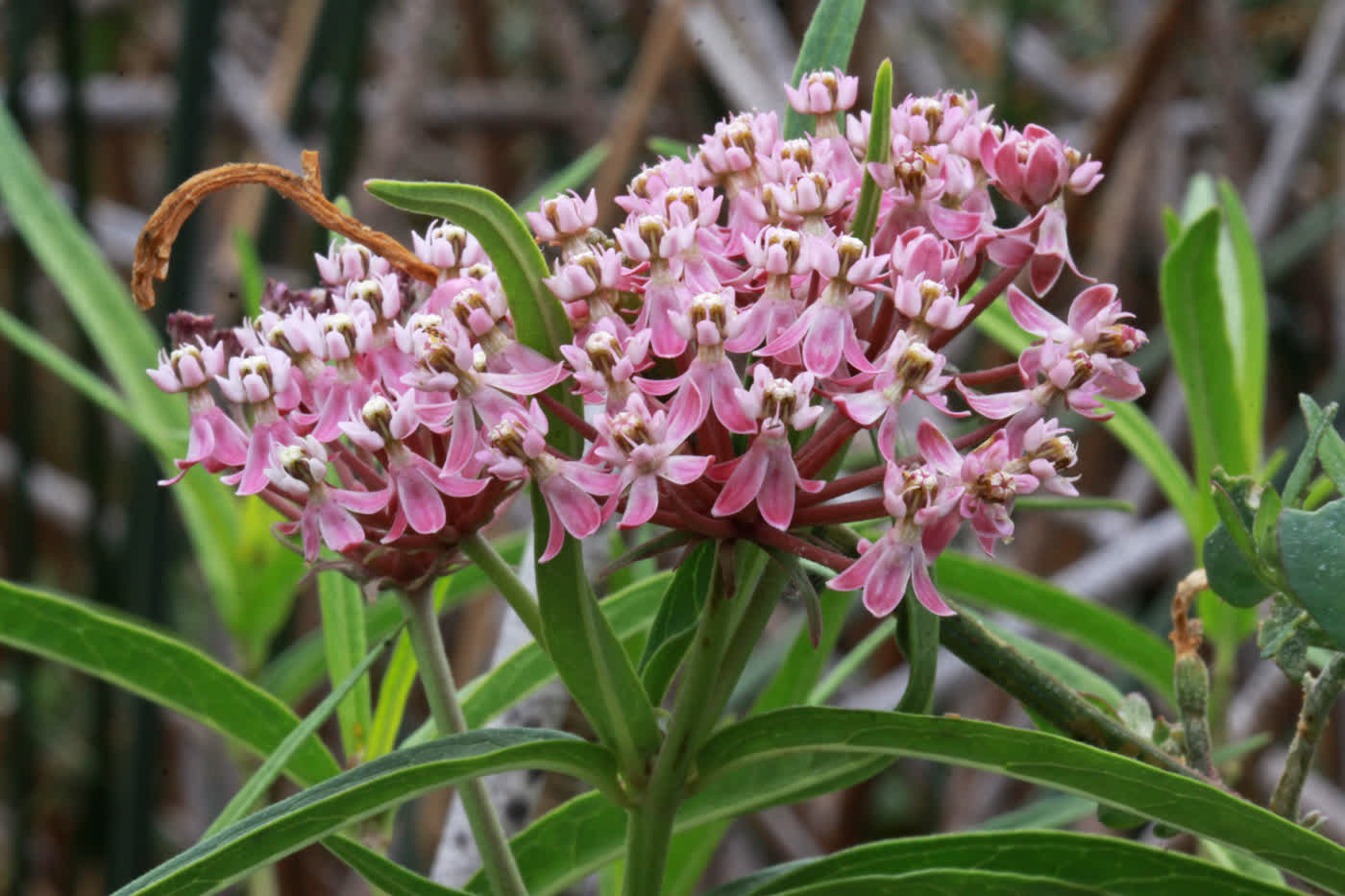 Ваточник инкарнатный (Asclepias incarnata) — дымчато-розовые соцветия болотного вида