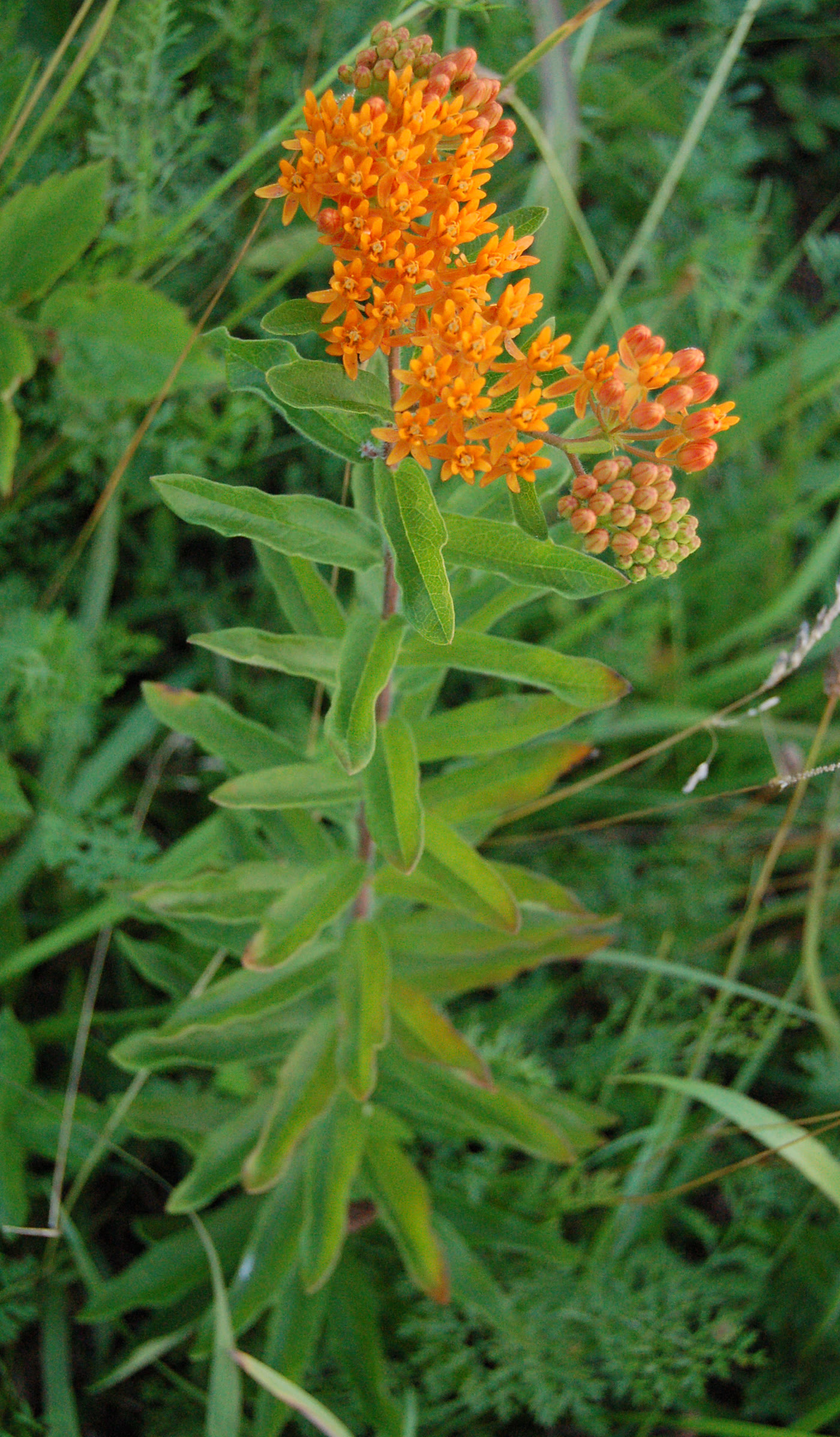 Ваточник клубненосный (Asclepias tuberosa) — ярко-оранжевые соцветия