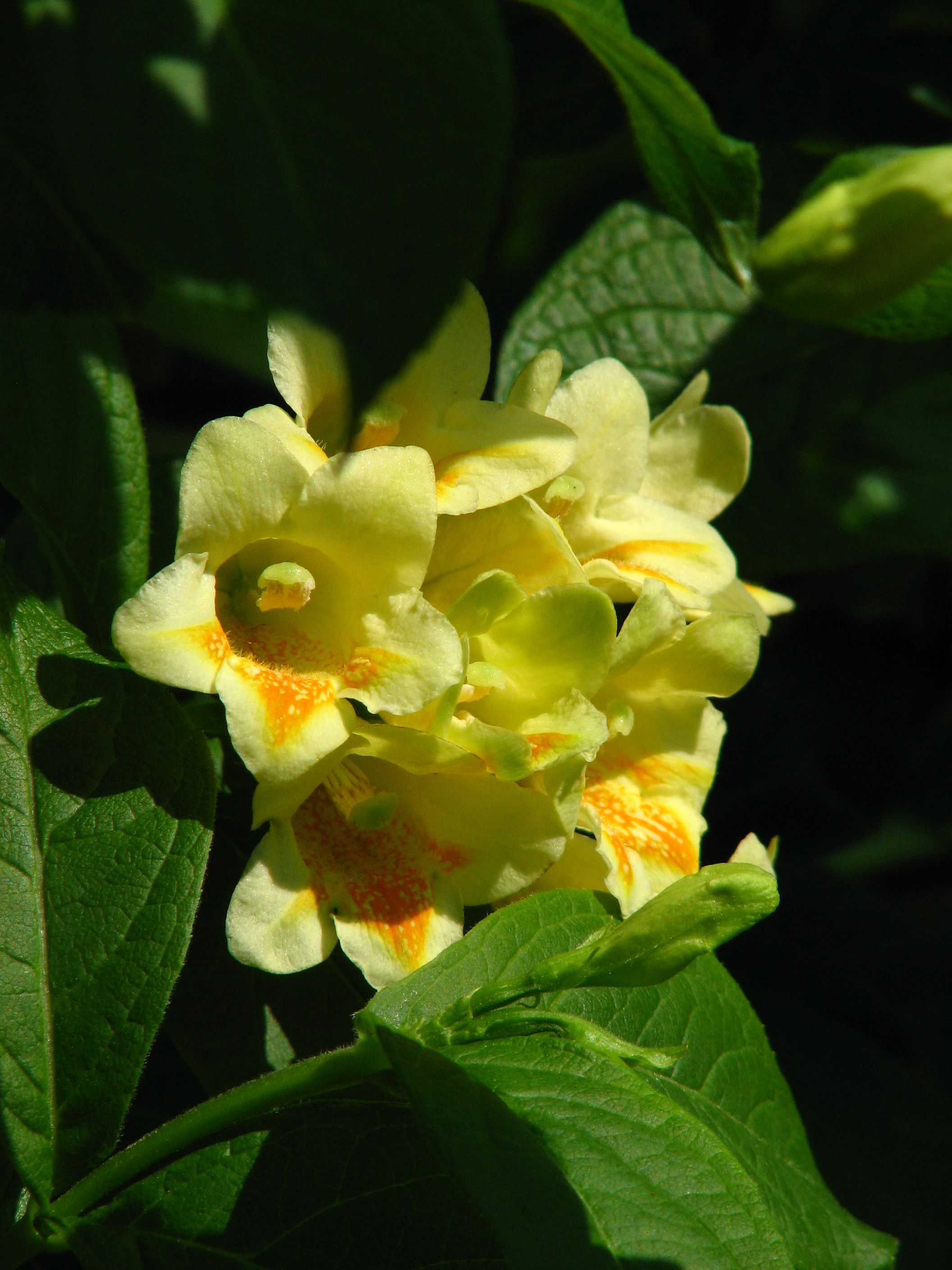 Вейгела Миддендорфа (Weigela middendorffiana) — бледно-жёлтые цветки с оранжевым пятном в зеве