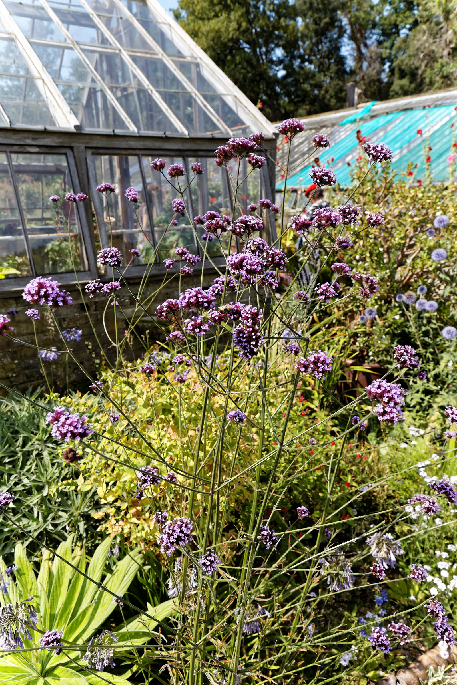 Вербена бонарская (Verbena bonariensis) — ажурные кусты с сиреневыми соцветиями в саду