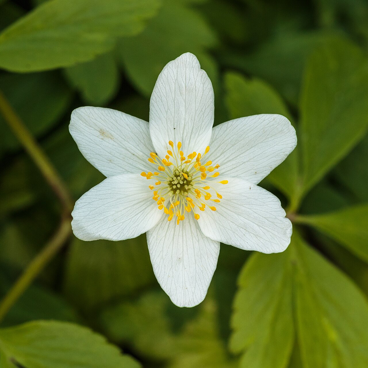 Ветреница (Anemone) — внешний вид растения
