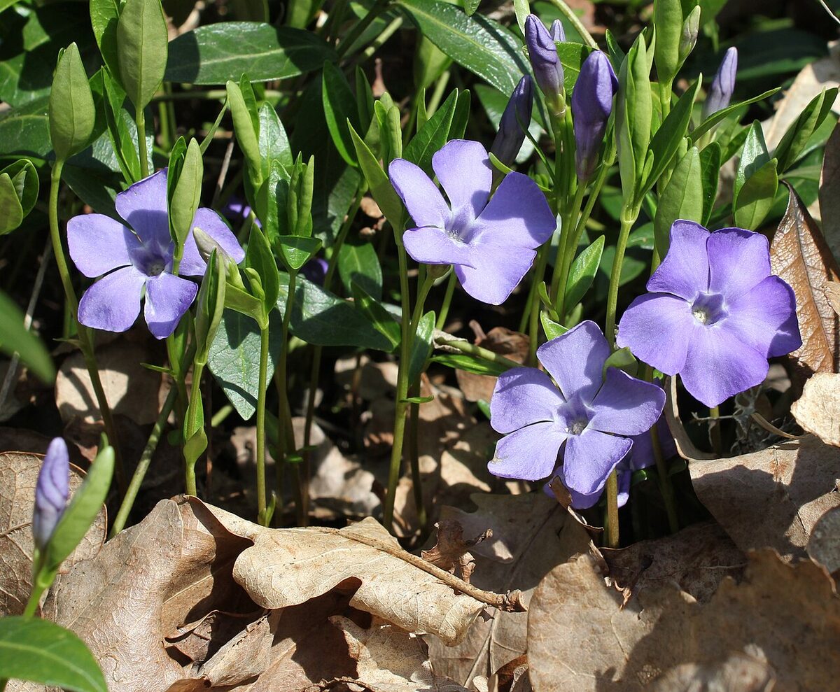 Барвинок (Vinca) — внешний вид растения