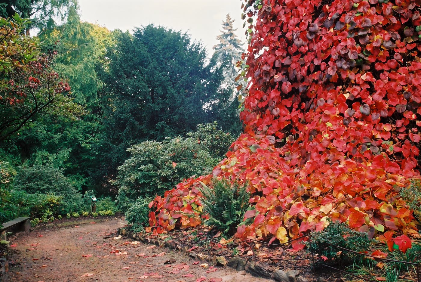 Виноград Куанье (Vitis coignetiae) — осенняя окраска листвы