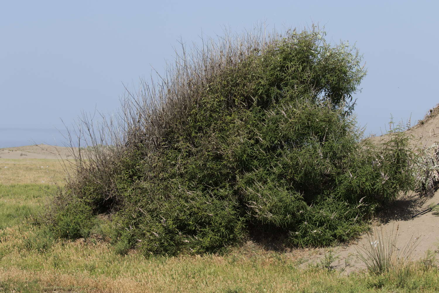 Витекс священный (Vitex agnus-castus) — цветущий куст с лиловыми колосовидными соцветиями