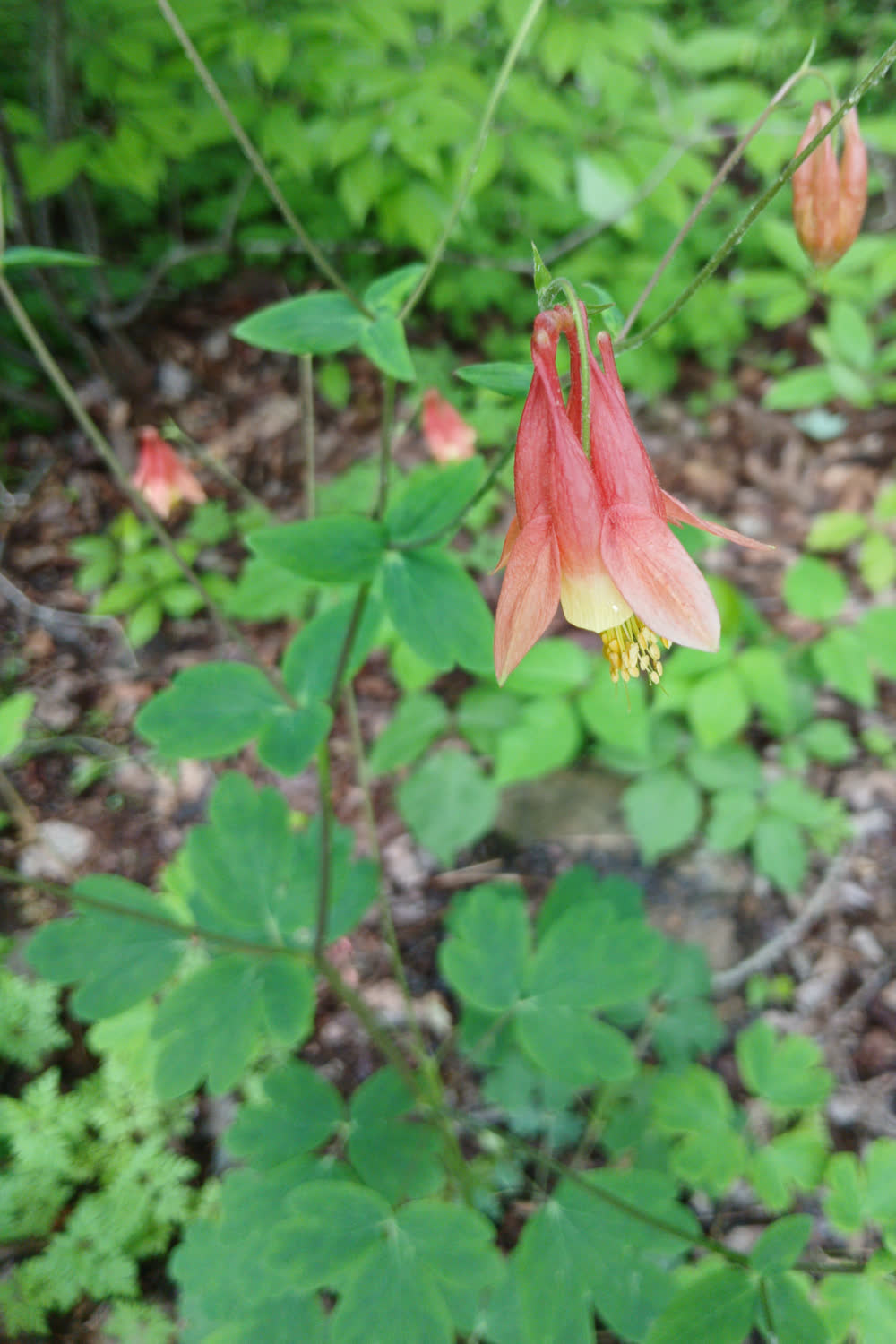Водосбор канадский (Aquilegia canadensis) — поникающие красно-жёлтые цветки с длинными прямыми шпорцами