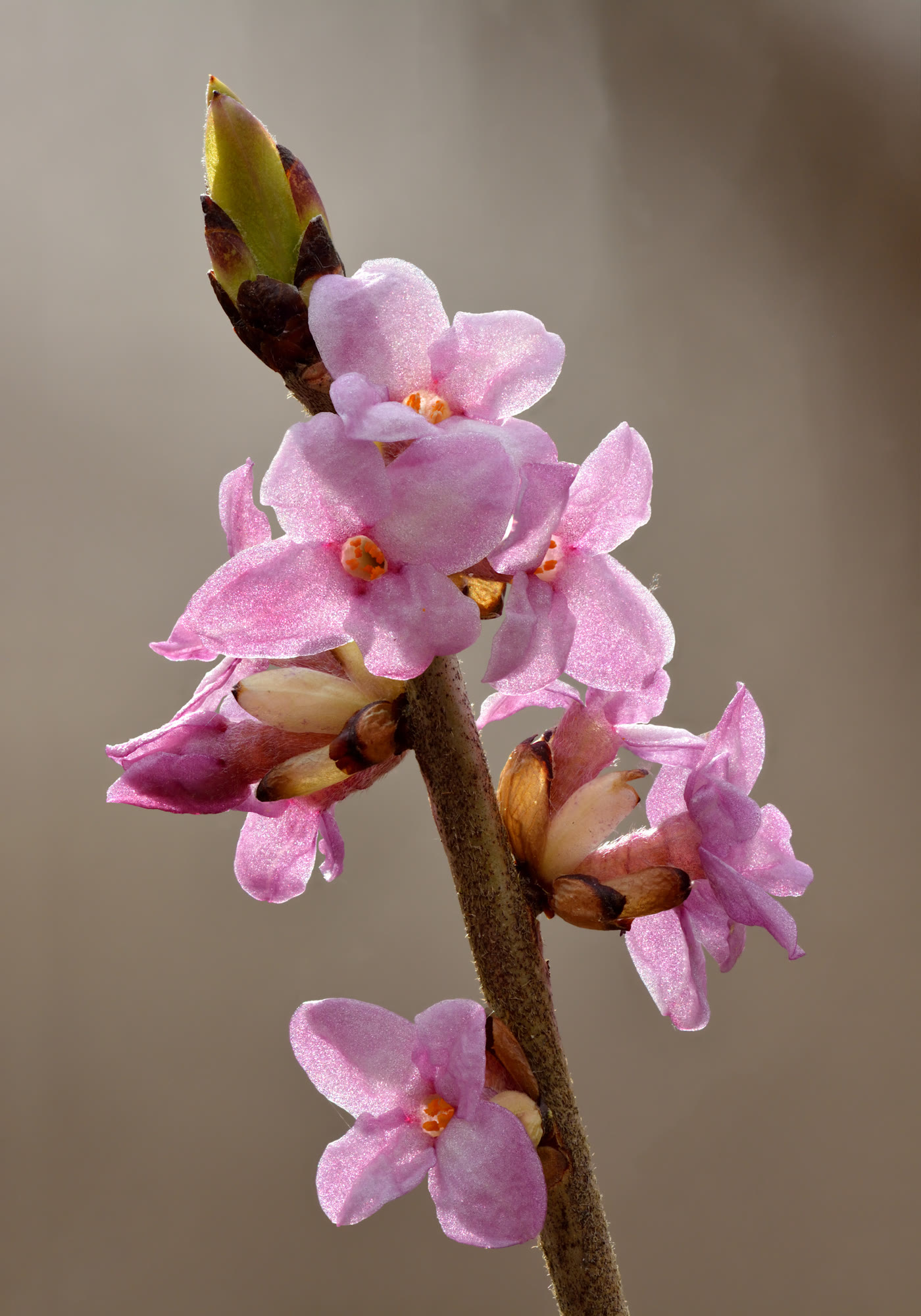 Волчеягодник обыкновенный (Daphne mezereum) — цветение на голых ветвях