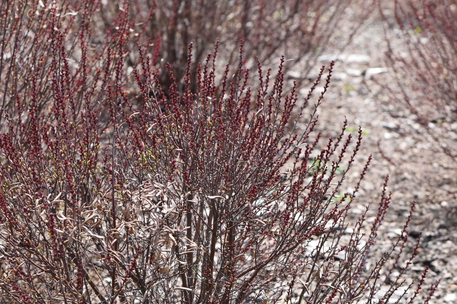 Восковник болотный (Myrica gale) — ароматный кустарник на болоте