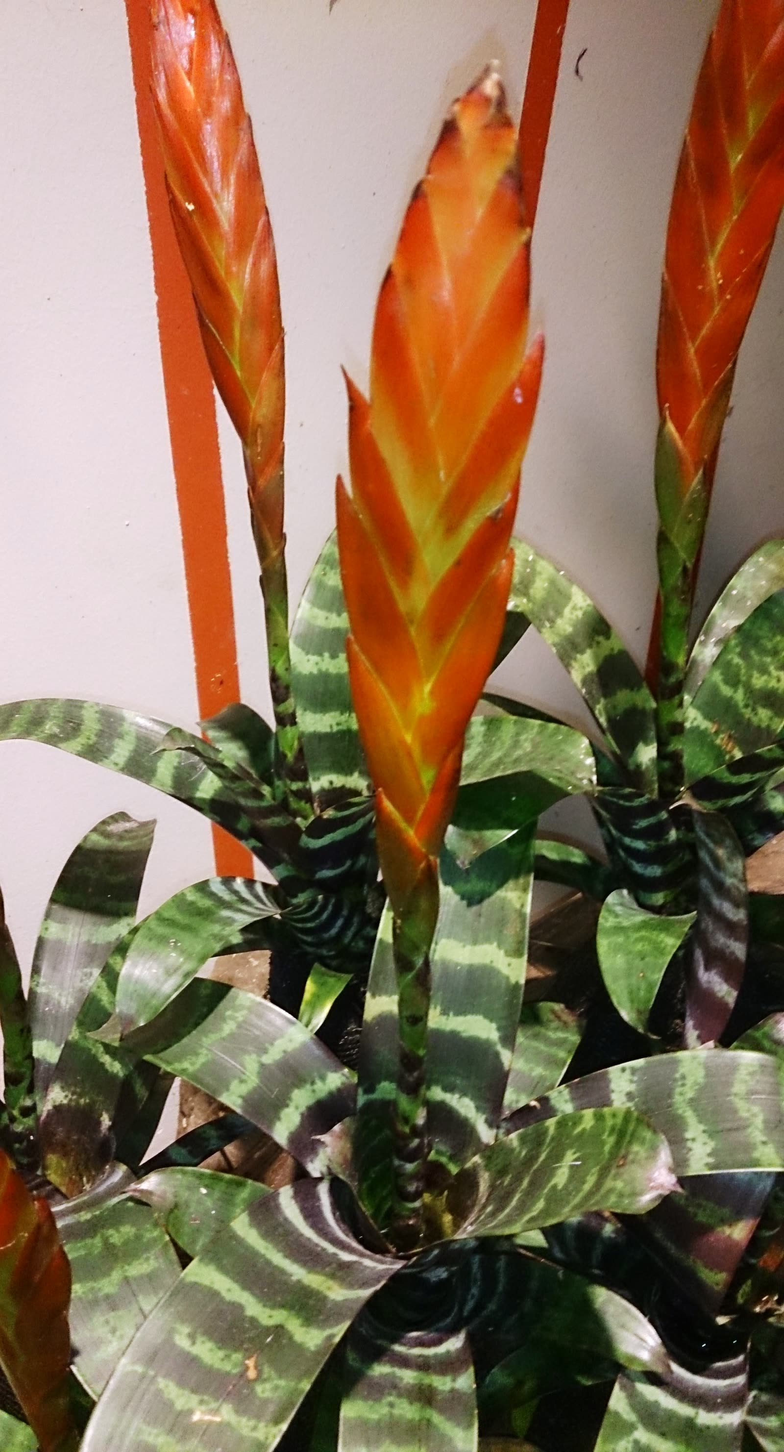 Вриезия сияющая (Vriesea splendens) — мечевидное соцветие с ярко-красными прицветниками на фоне полосатой розетки листьев
