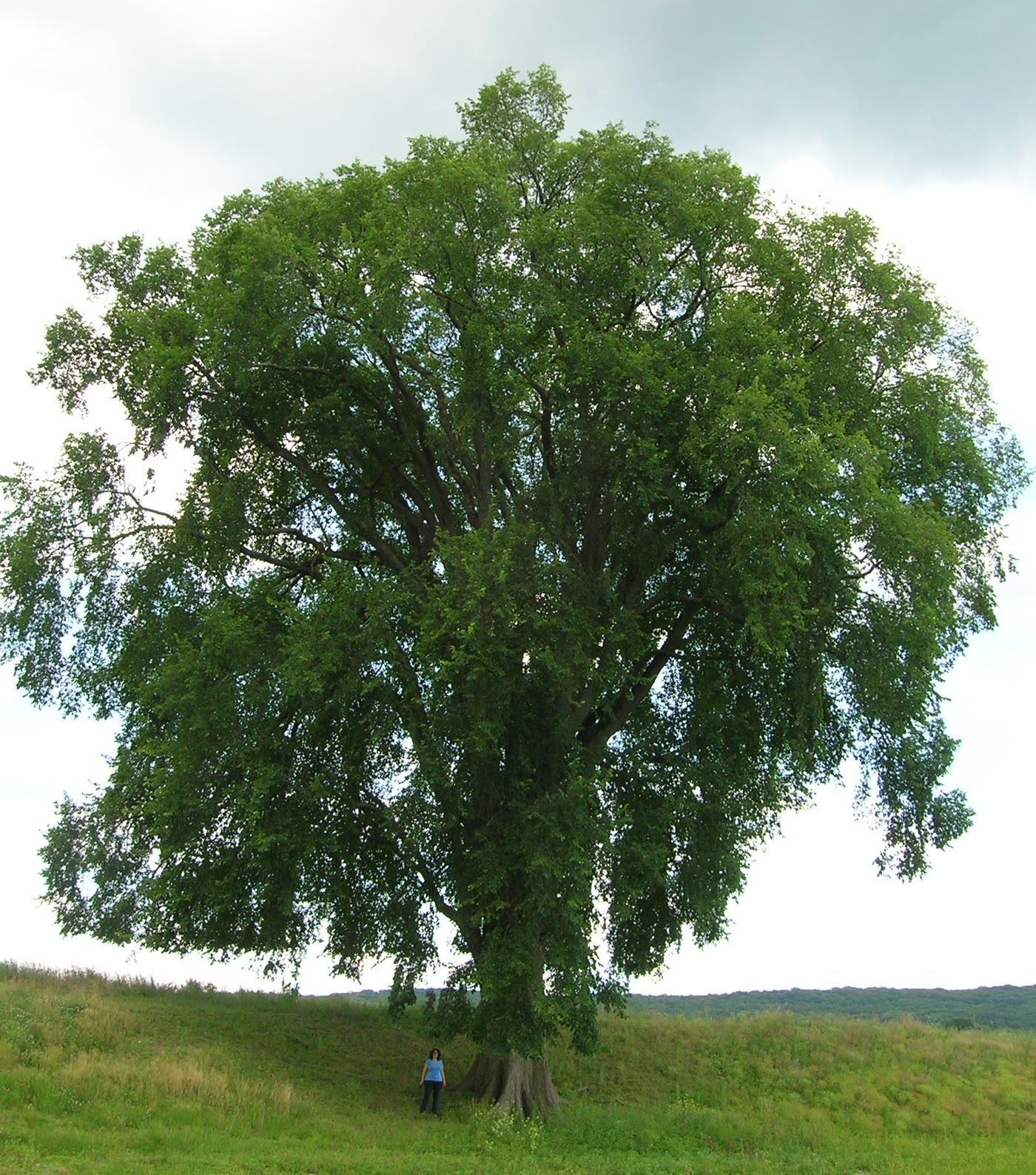 Вяз американский (Ulmus americana) — характерная вазообразная крона дерева