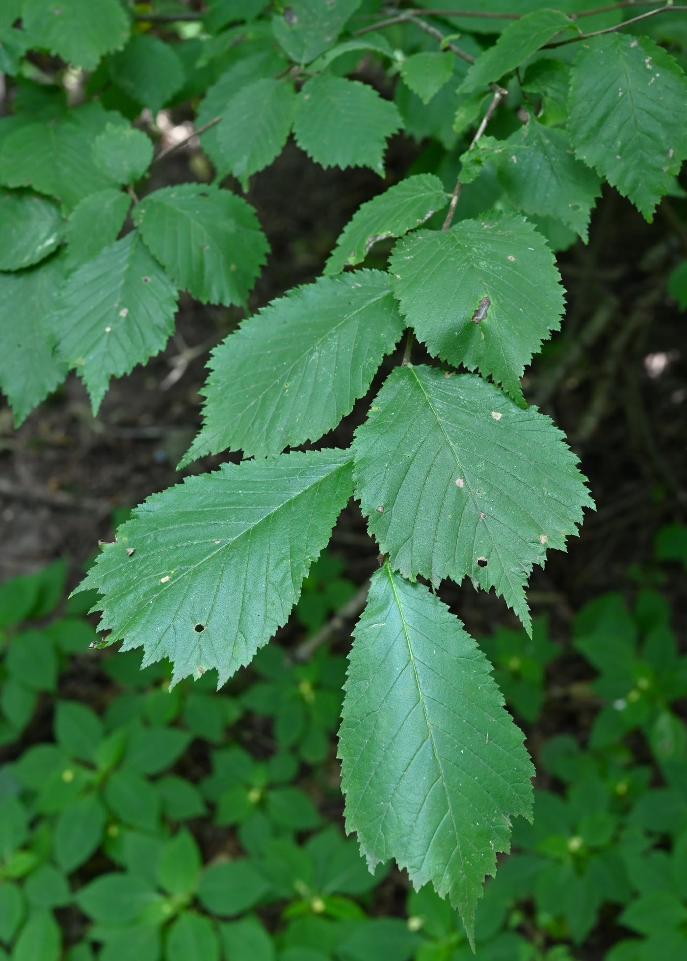Вяз шершавый (Ulmus glabra) — внешний вид растения