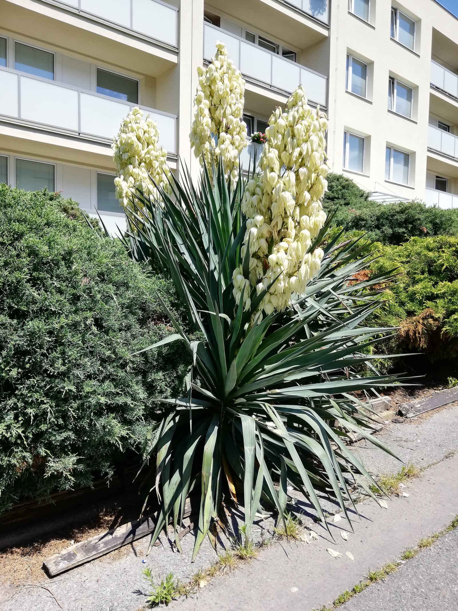 Юкка нитчатая (Yucca filamentosa) — розетка с курчавыми нитями по краю листьев