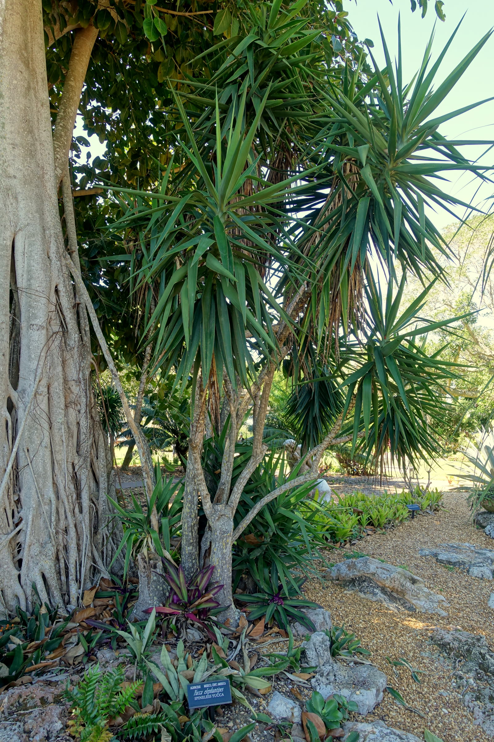 Юкка слоновая (Yucca elephantipes) с несколькими стволами разной высоты и утолщённым основанием