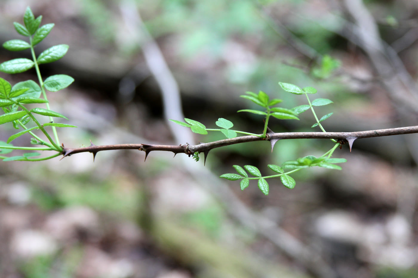 Зантоксилум американский (Zanthoxylum americanum) — парные шипы у листовых узлов на побеге