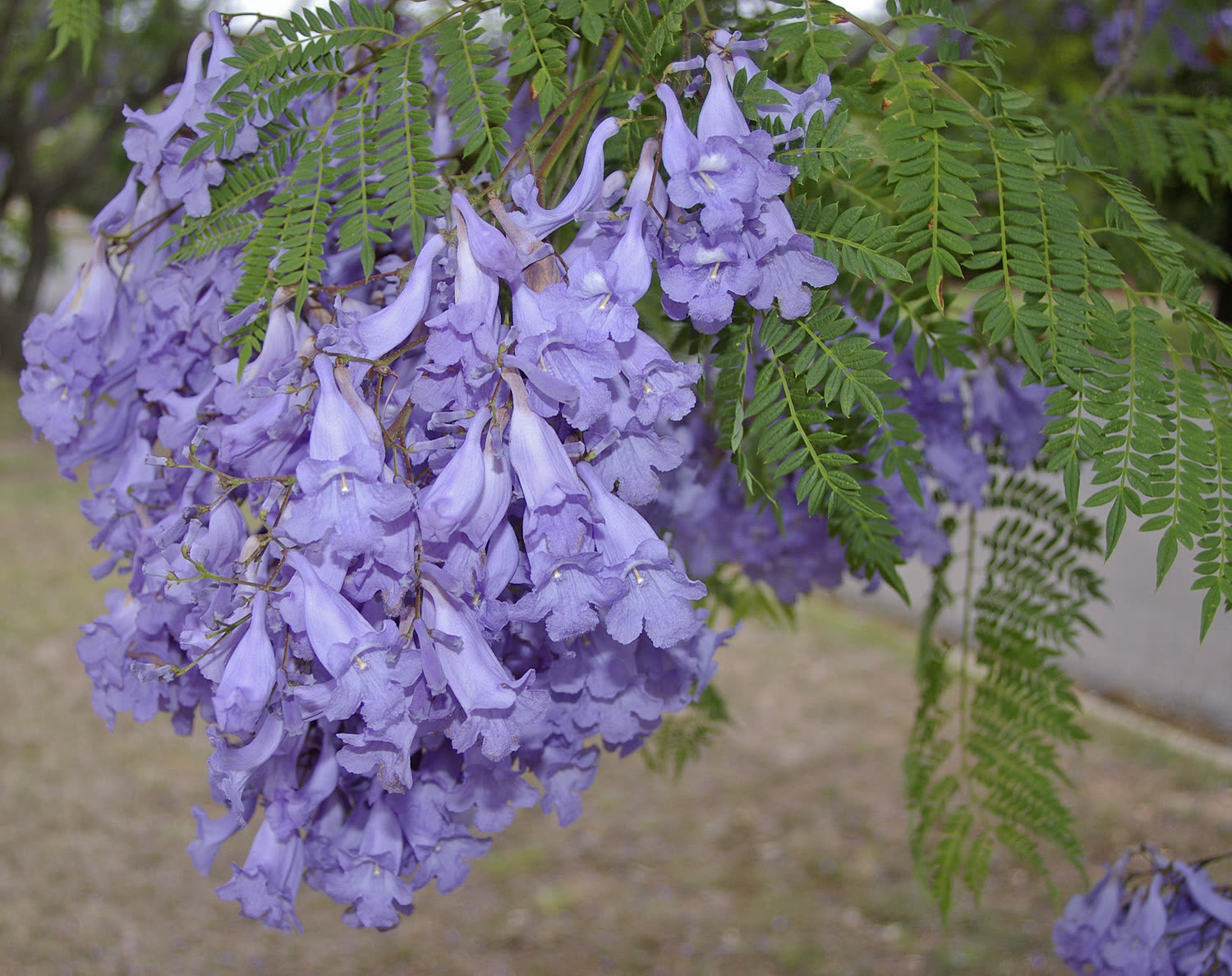 Жакаранда мимозолистная (Jacaranda mimosifolia) — цветущая ветвь и перистые листья