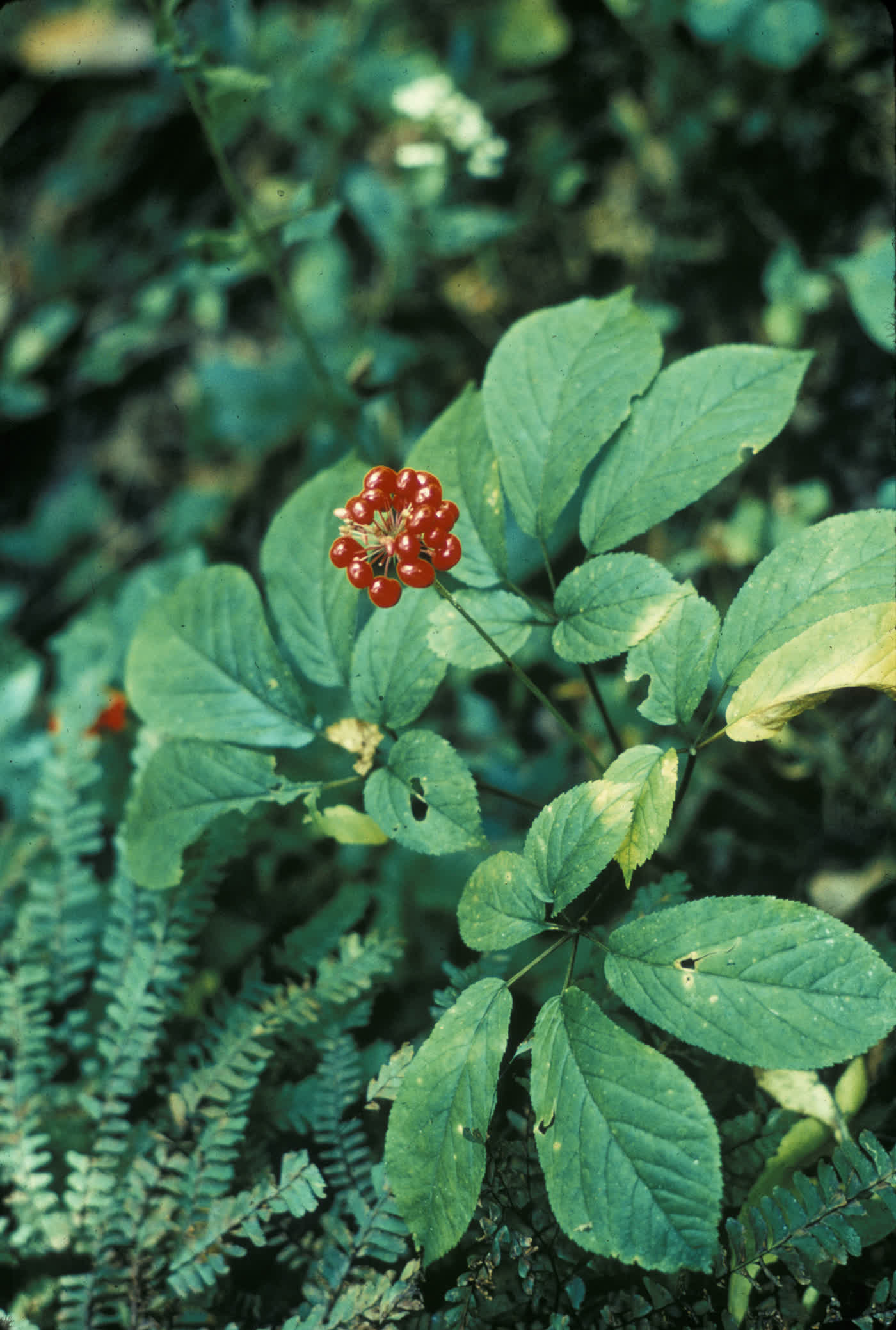 Женьшень пятилистный (Panax quinquefolius) — лесное растение с пальчатосложным листом из пяти листочков и зонтиком ярко-красных ягод