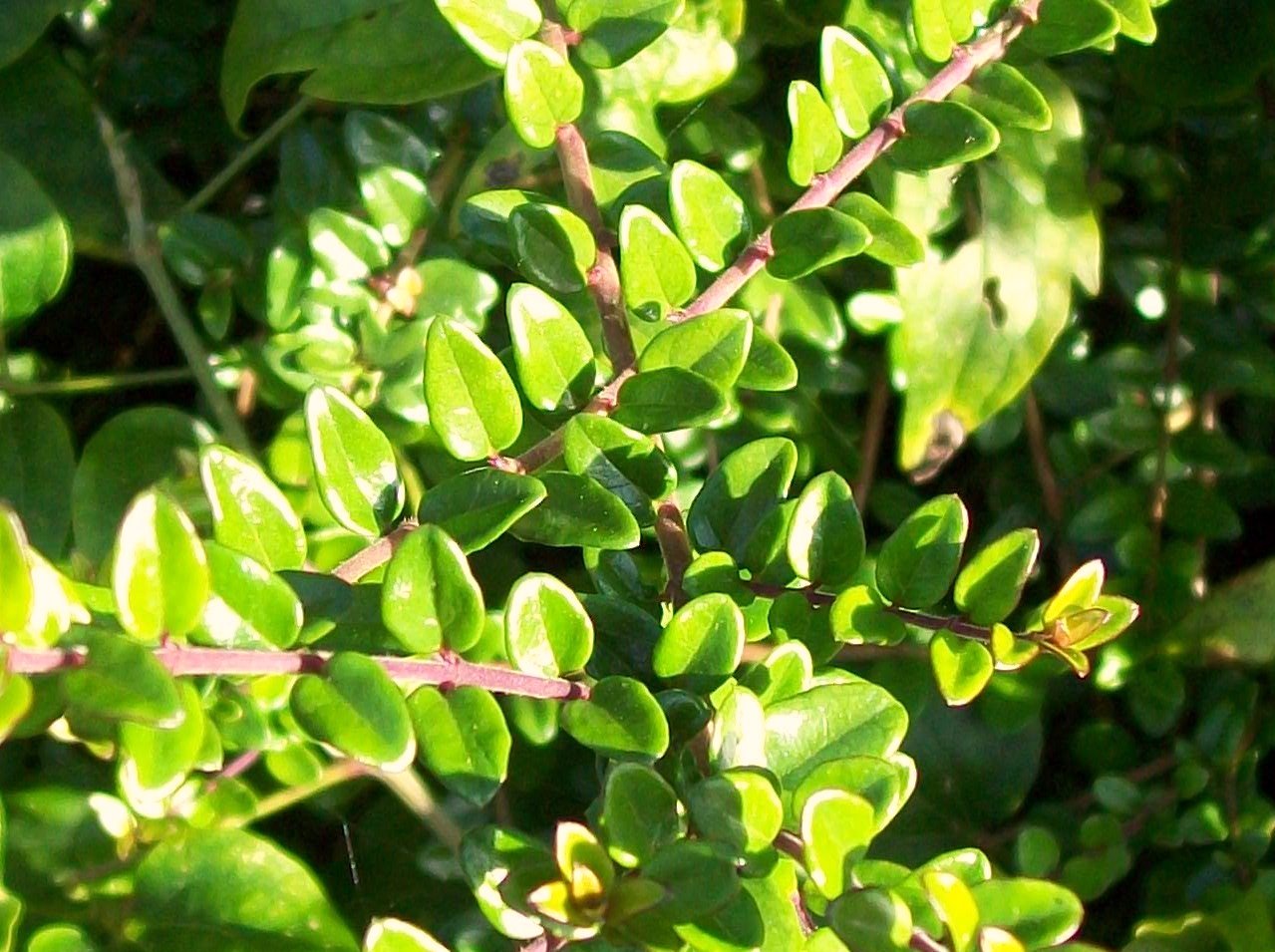 Жимолость блестящая (Lonicera nitida) — мелкие глянцевые листья на тонких ветвящихся побегах