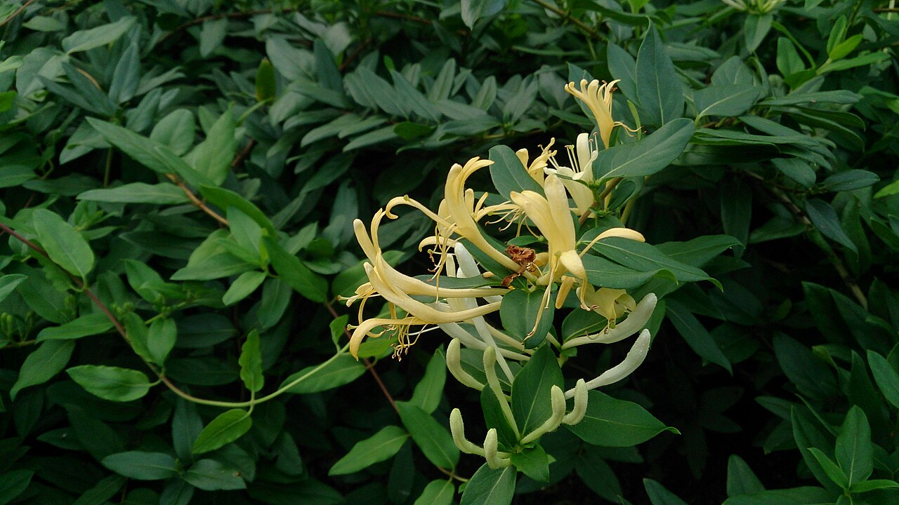 Жимолость японская (Lonicera japonica) — белые и уже пожелтевшие цветки на побеге