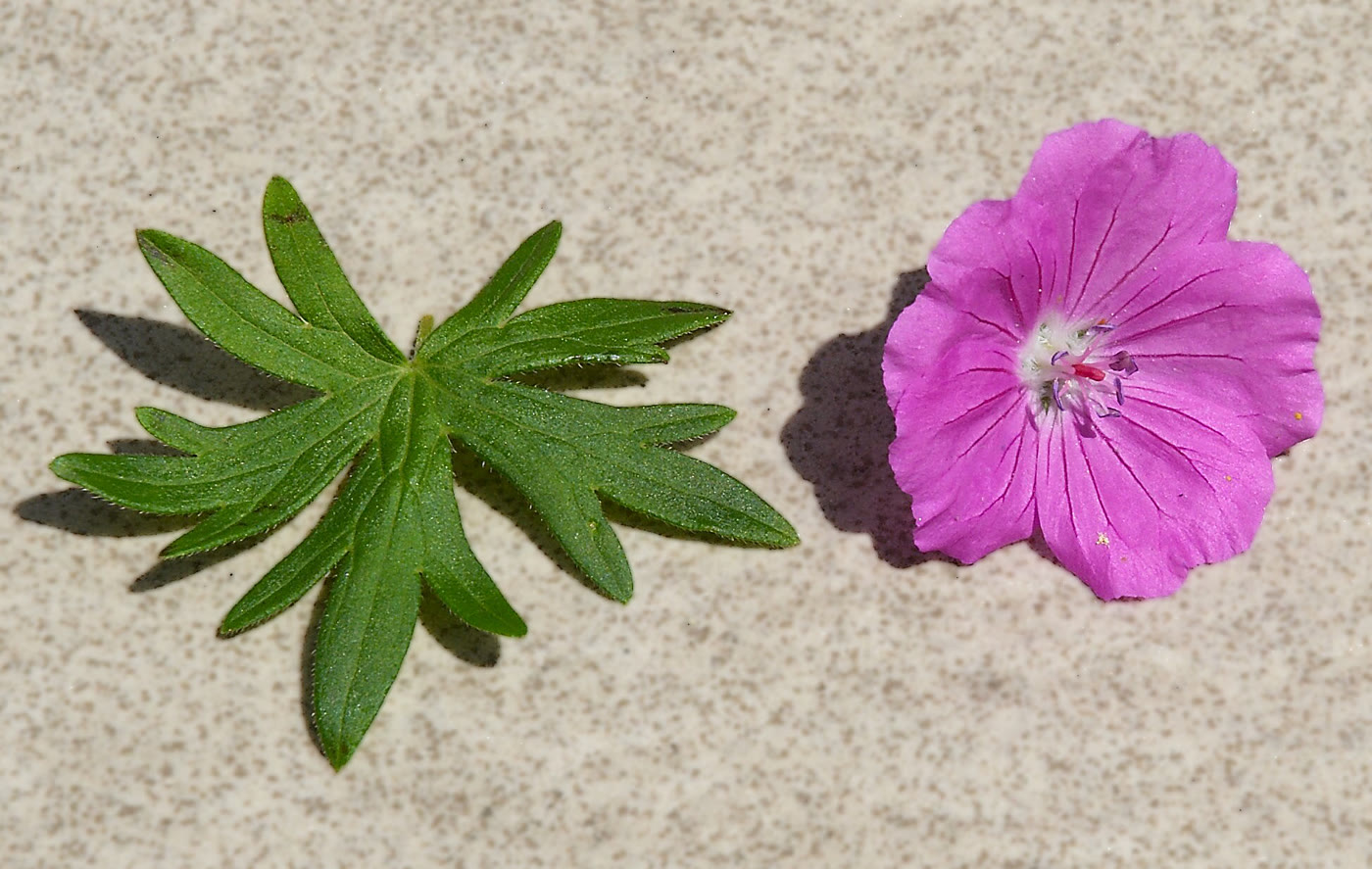 Герань кроваво-красная (Geranium sanguineum) — глубоко рассечённый пальчатый лист и ярко-пурпурный цветок с тёмными жилками