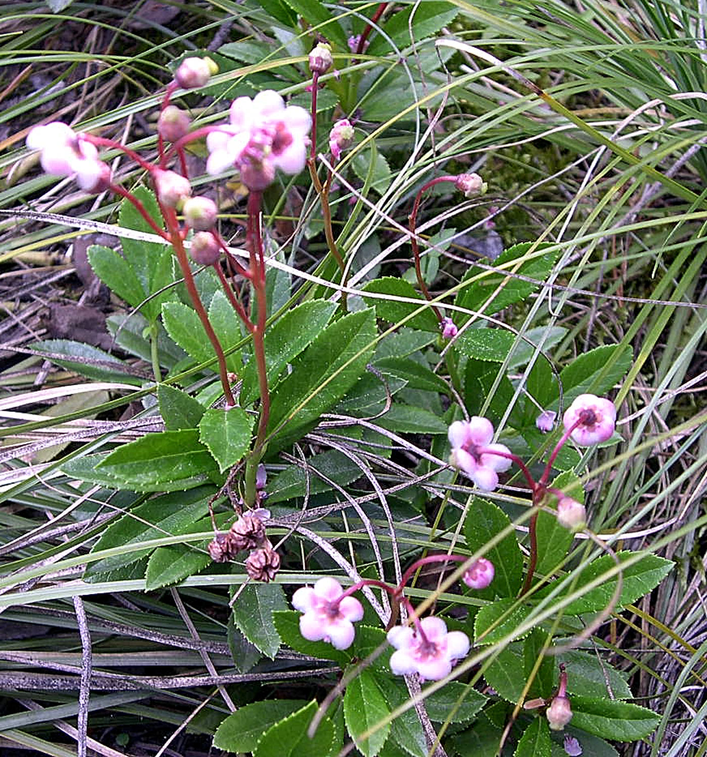 Зимолюбка зонтичная (Chimaphila umbellata) — мутовки зубчатых листьев и поникающие бело-розовые цветки
