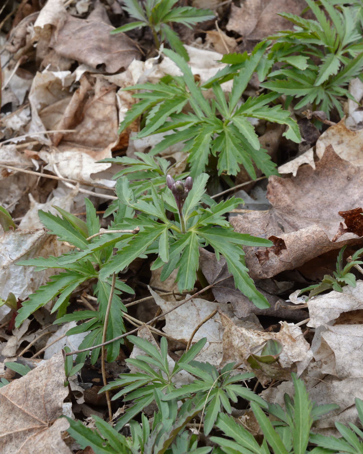 Зубянка рассечённая (Cardamine concatenata) — мутовка рассечённых листьев и белые цветки