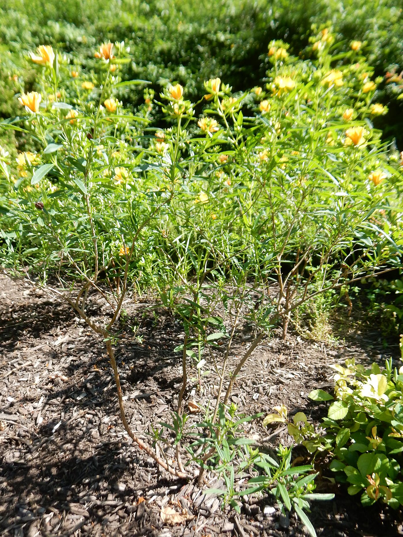 Зверобой калмиевидный (Hypericum kalmianum) — компактный кустарник с жёлтыми цветками